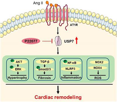 Administration of USP7 inhibitor P22077 inhibited cardiac hypertrophy and remodeling in Ang II-induced hypertensive mice